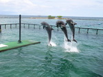 Dolphin show in Isla de Rosario
